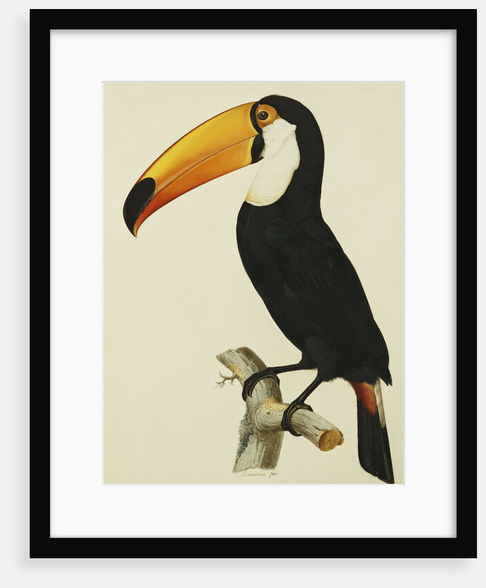 The Toco Toco Toucan (Ramphastos Toco) by Jacques Barraband