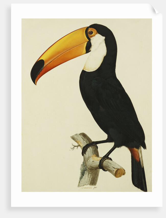 The Toco Toco Toucan (Ramphastos Toco) by Jacques Barraband