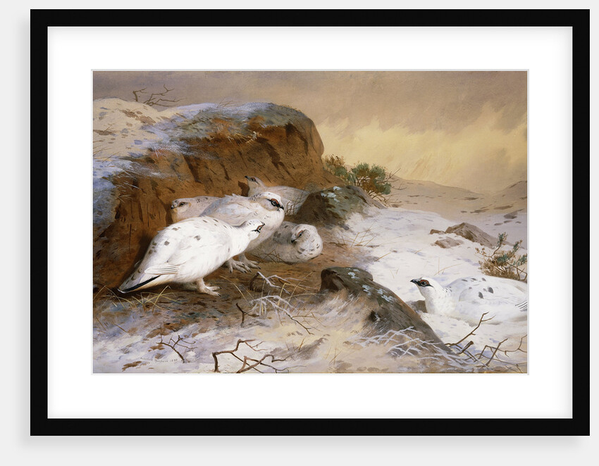 Ptarmigan in the Snow by Archibald Thorburn