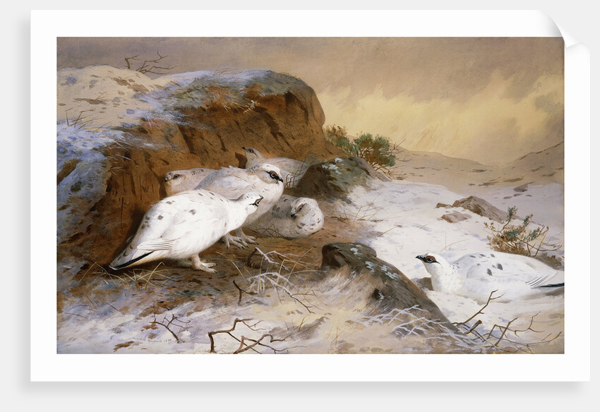 Ptarmigan in the Snow by Archibald Thorburn