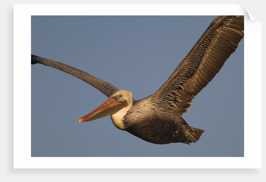 Brown Pelican in flight by Anonymous