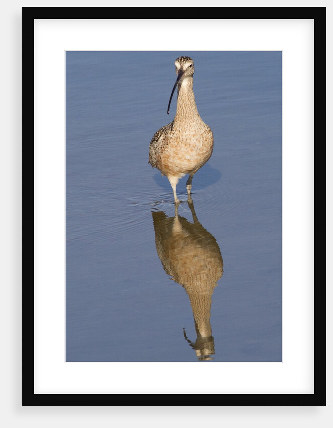 Long-Billed Curlew with reflection by Anonymous