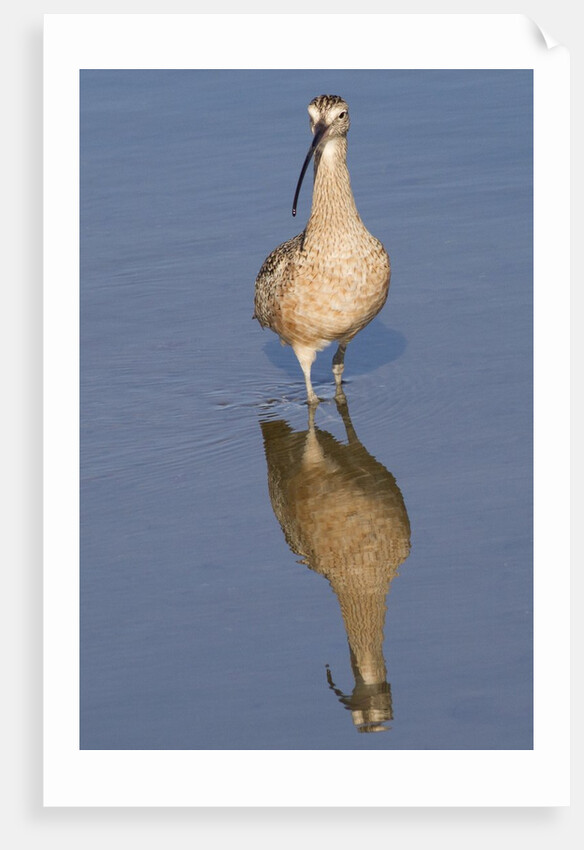 Long-Billed Curlew with reflection by Anonymous