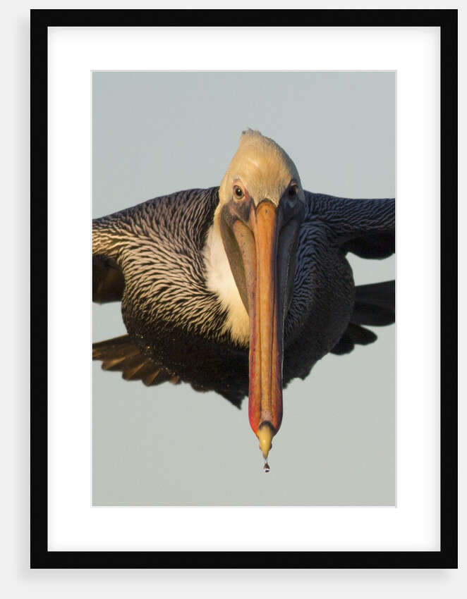 Brown Pelican headon view in flight closeup by Anonymous