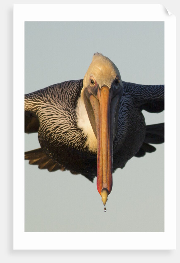 Brown Pelican headon view in flight closeup by Anonymous