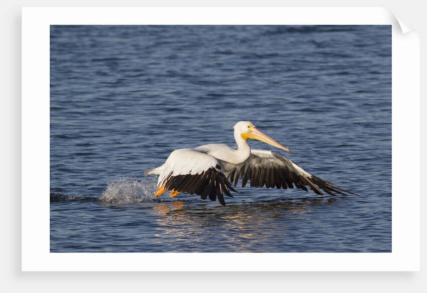 American White Pelican takes off by Anonymous