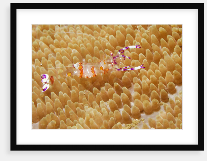 Yellow-Spotted Anemone Shrimp by Anonymous