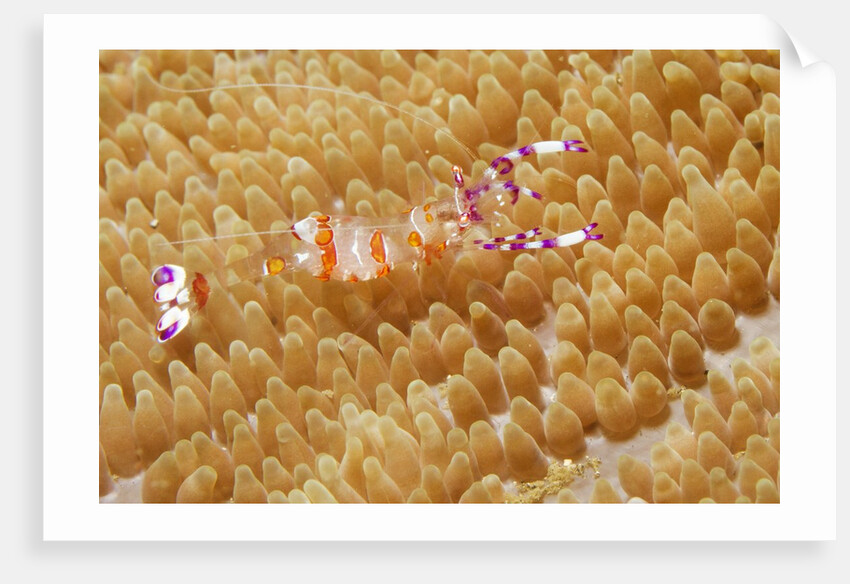 Yellow-Spotted Anemone Shrimp by Anonymous