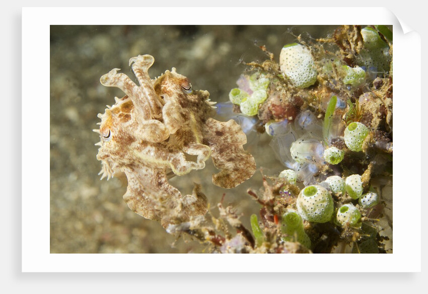 Broadclub Cuttlefish with Tunicates by Anonymous