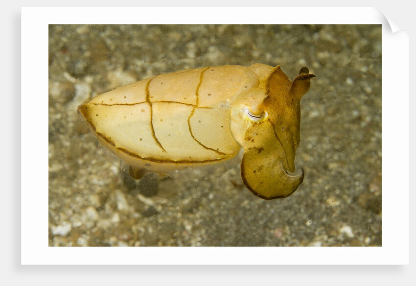 Broadclub Cuttlefish by Anonymous