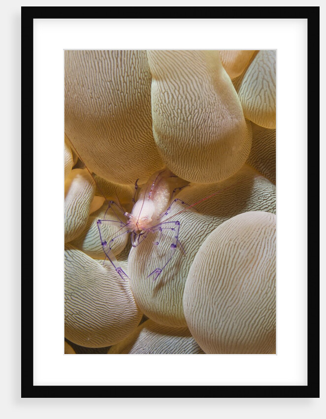 Bubble Coral Shrimp by Anonymous