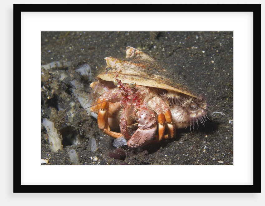 Anemone Hermit Crab by Anonymous