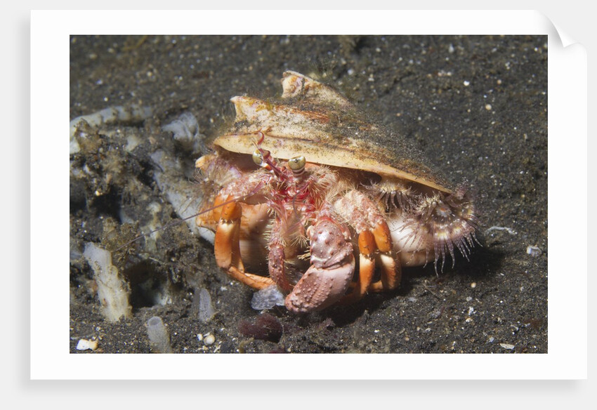 Anemone Hermit Crab by Anonymous