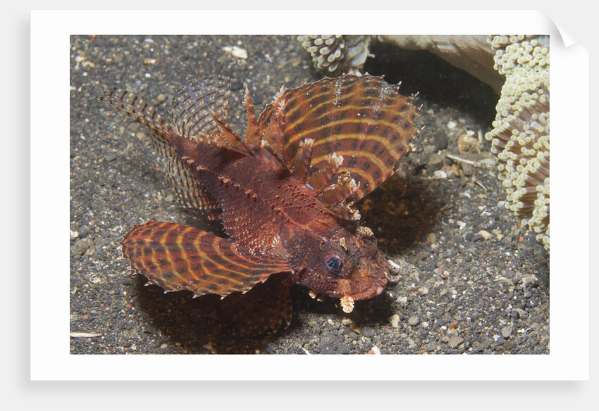 Shortfin Lionfish by Anonymous