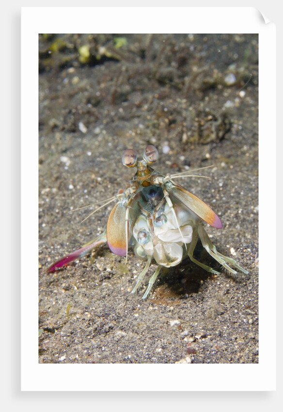 Keel Tail Mantis Shrimp by Anonymous