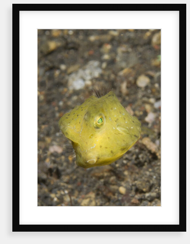 Yellow Boxfish juvenile by Anonymous