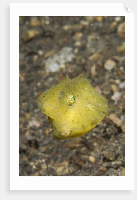 Yellow Boxfish juvenile by Anonymous