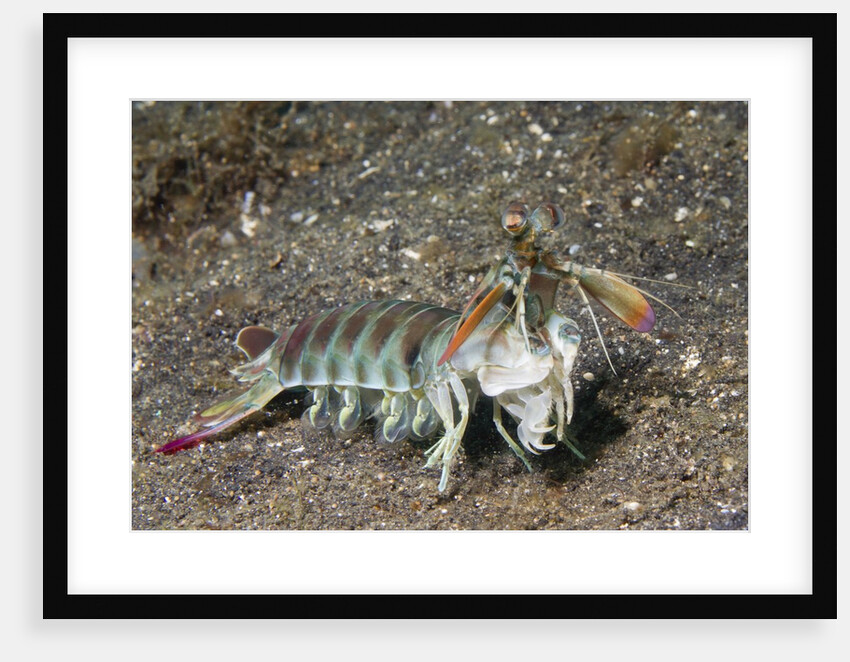 Keel Tail Mantis Shrimp by Anonymous