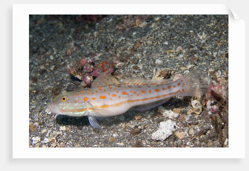 Orange-Dashed Goby by Anonymous