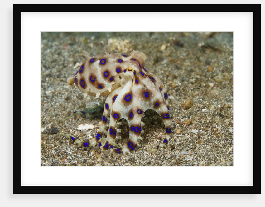 Blue-Ringed Octopus by Anonymous