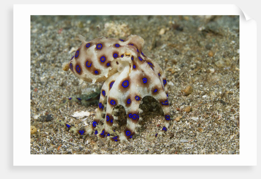 Blue-Ringed Octopus by Anonymous