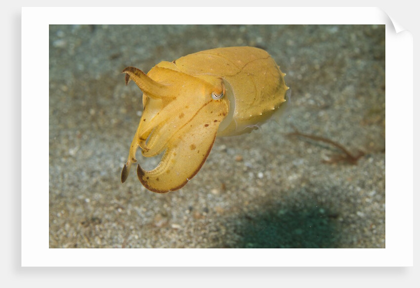 Broadclub Cuttlefish by Anonymous