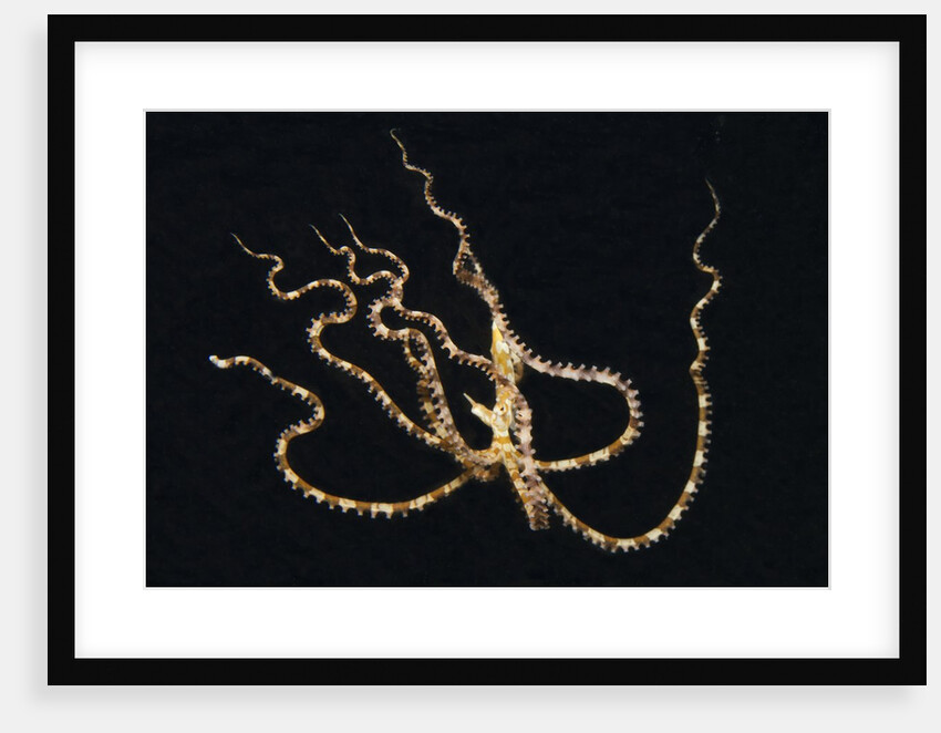 Wunderpus Octopus swimming at night by Anonymous
