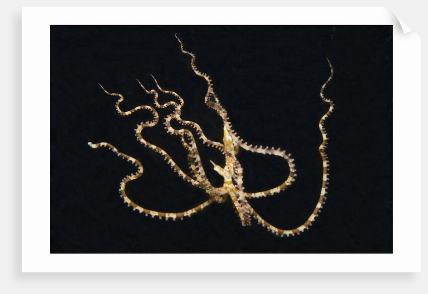 Wunderpus Octopus swimming at night by Anonymous