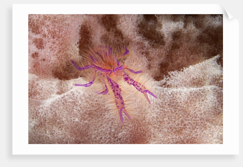 Hairy Squat Lobster by Anonymous