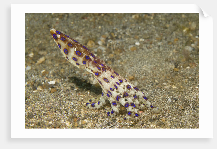 Blue-Ringed Octopus by Anonymous