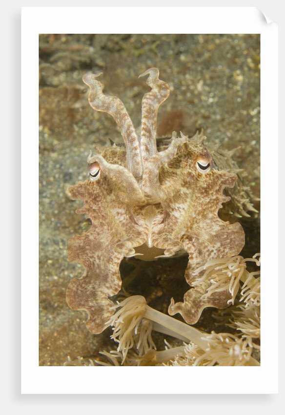 Broadclub Cuttlefish wtih raised tentacles by Anonymous