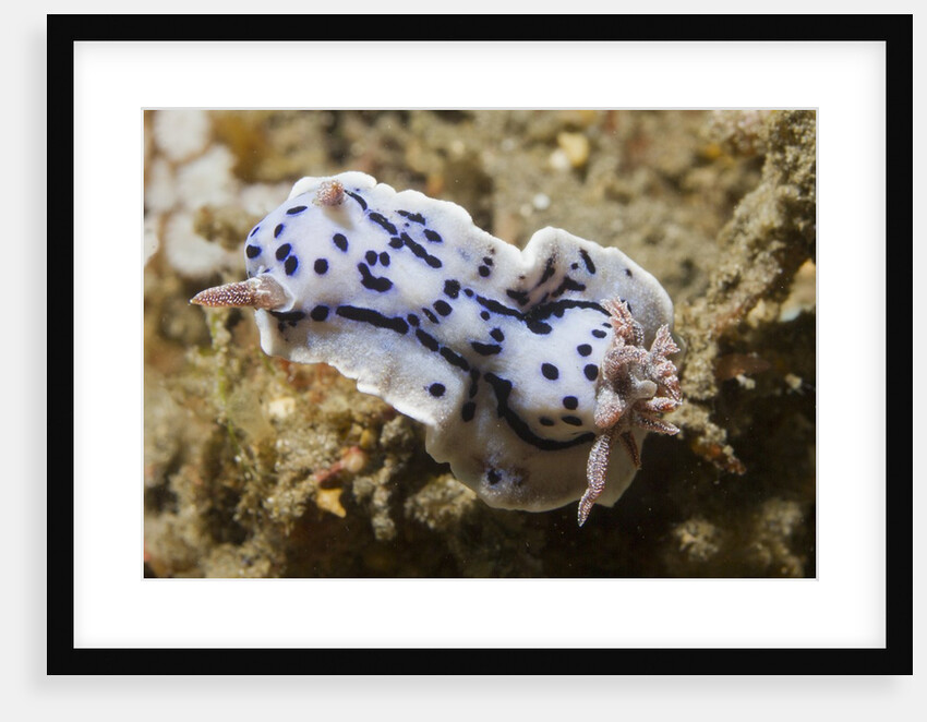 Willian's Chromodooris by Anonymous