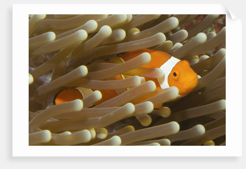 False Clown Anemonefish by Anonymous