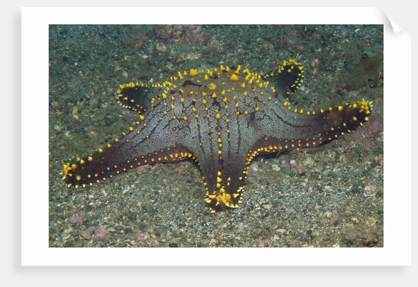 Honeycomb Sea Star by Anonymous