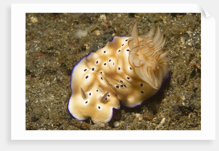 Tryon's Risbecia by Anonymous