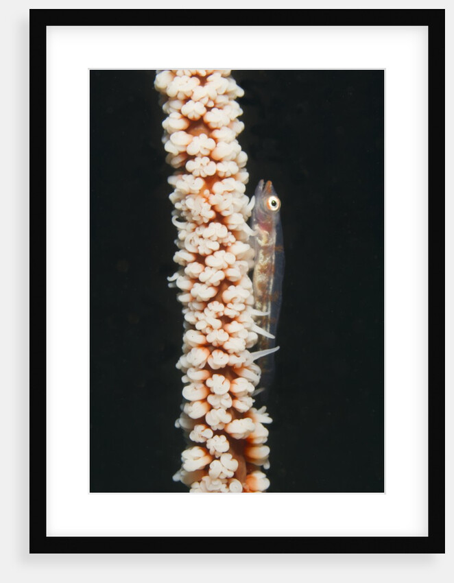 Large Whip Goby on Sea Whip by Anonymous