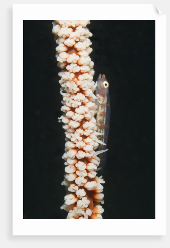 Large Whip Goby on Sea Whip by Anonymous