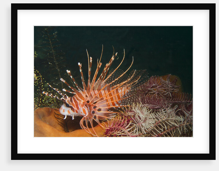 Spotfin Lionfish by Anonymous