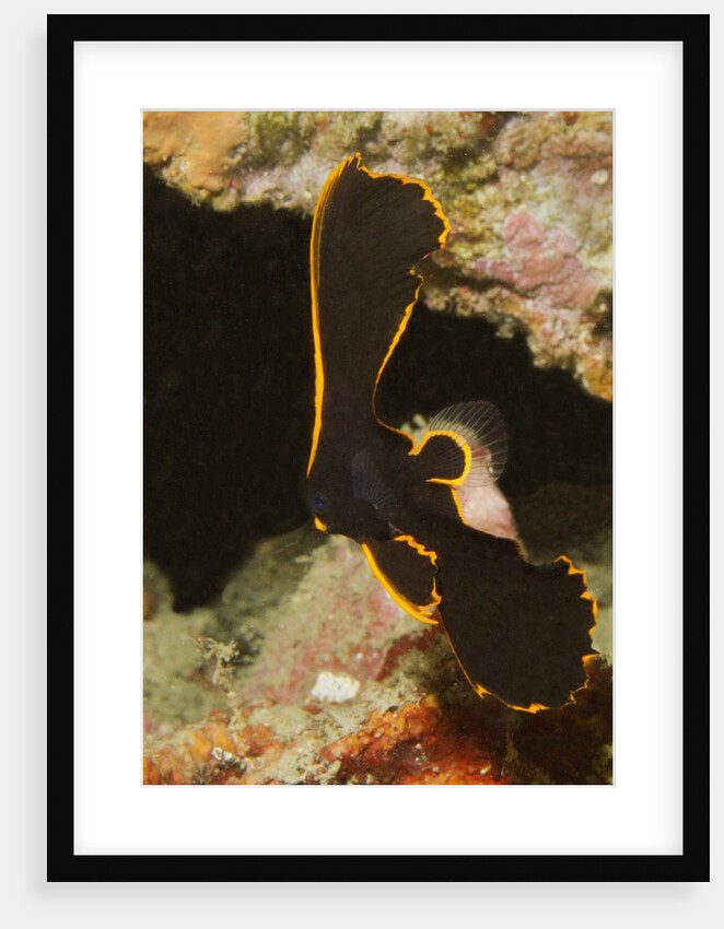 Juvenile Pinnate Spadefish by Anonymous