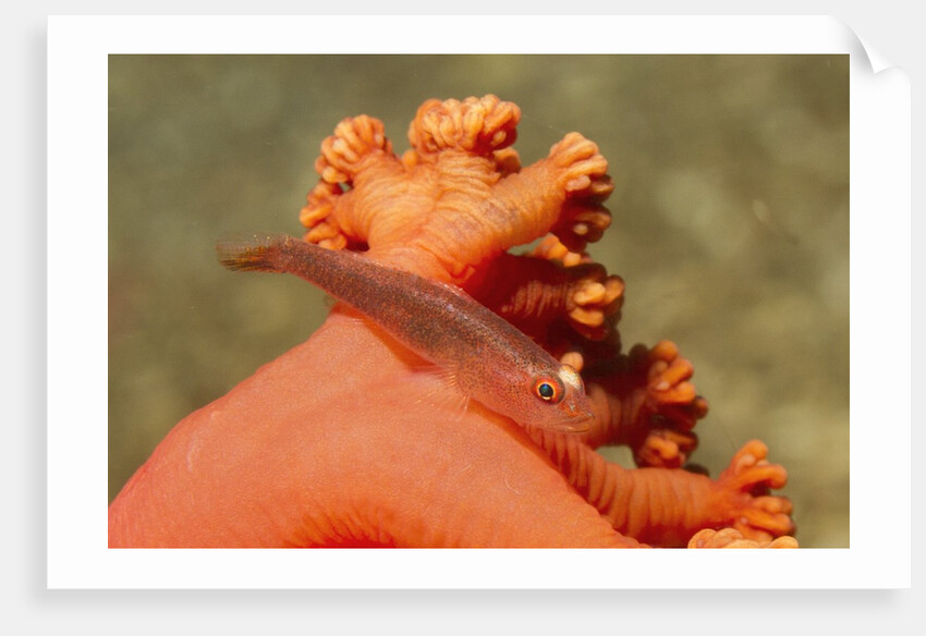 Common Ghost Goby on Gorgonian by Anonymous