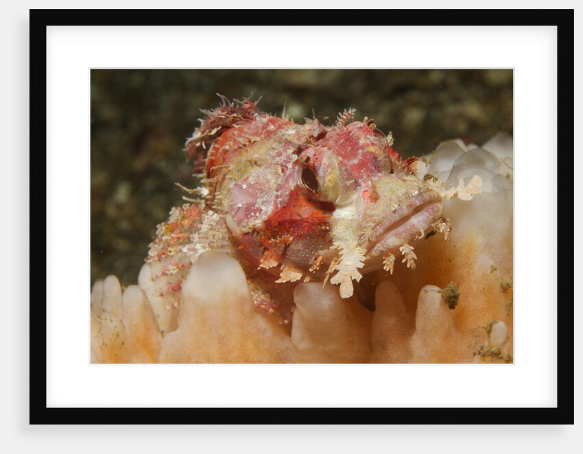 Papuan Scorpionfish by Anonymous
