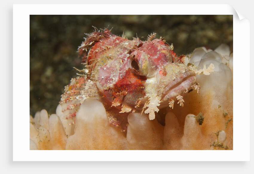 Papuan Scorpionfish by Anonymous