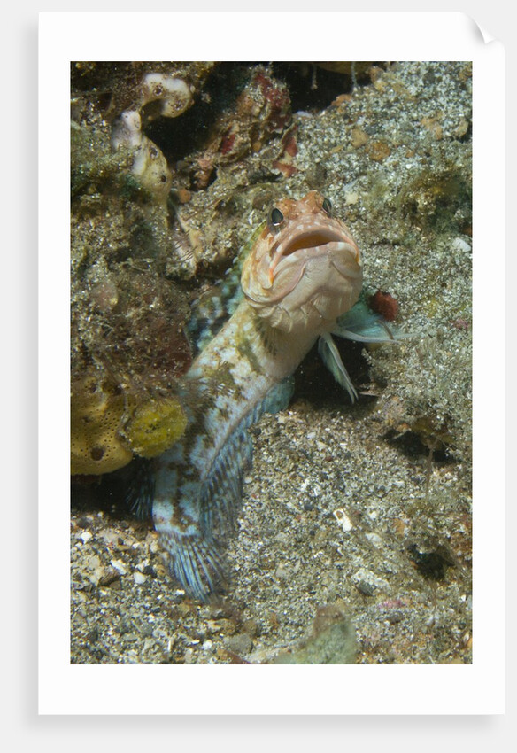 Variable Jawfish by Anonymous