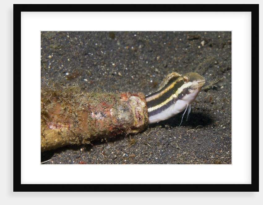 Shorthead Fangblenny lives in a bottle by Anonymous