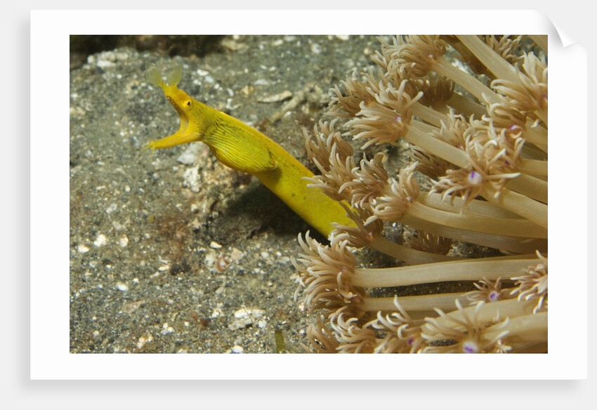 Female Ribbon Eel by Anonymous