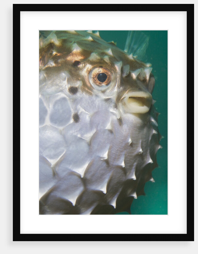 Orbicular Burrfish puffed up closeup by Anonymous
