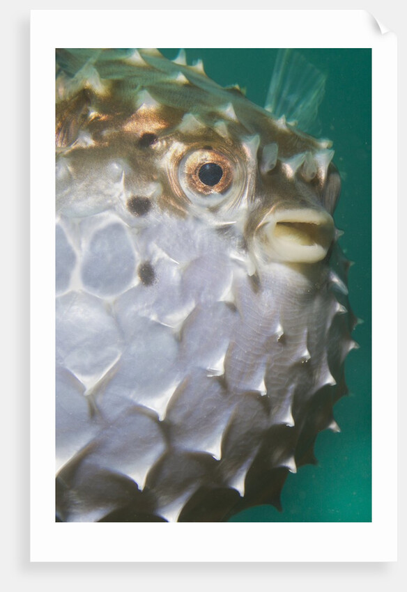 Orbicular Burrfish puffed up closeup by Anonymous