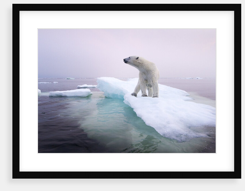 Polar Bear, Hudson Bay, Canada by Anonymous