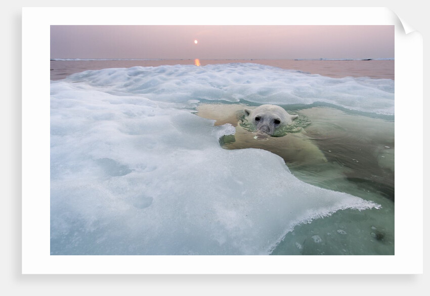 Polar Bear, Hudson Bay, Canada by Anonymous