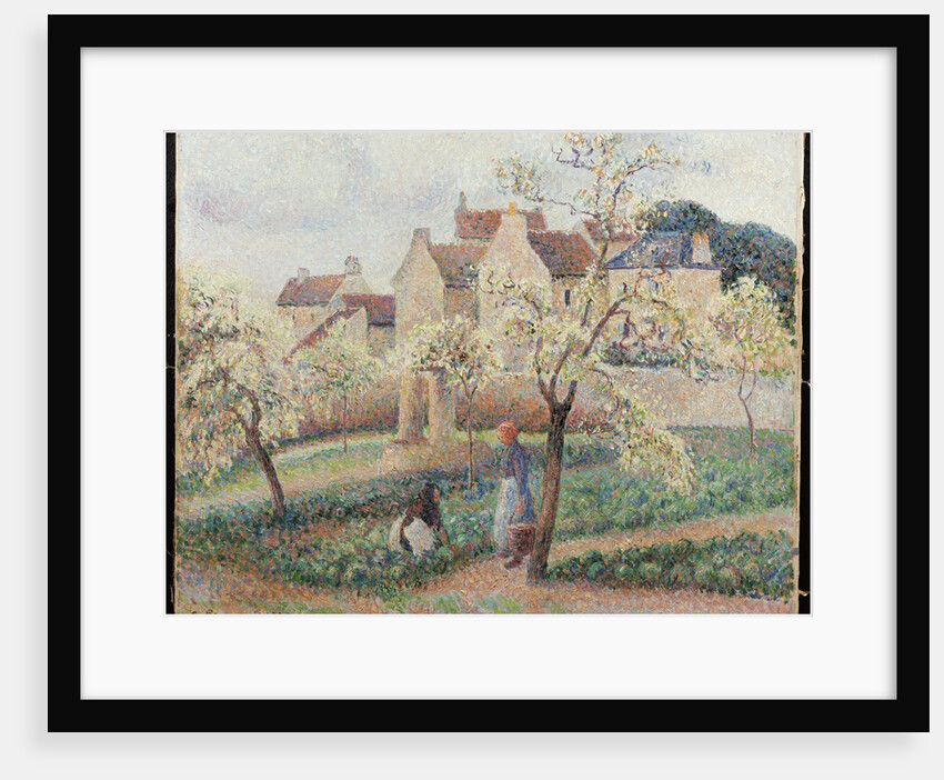 Plum Trees in Blossom by Camillle Pissarro